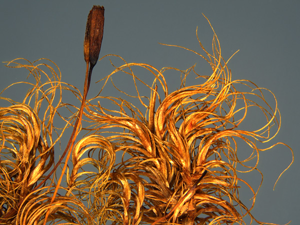 Close-up of yellow-orange filamentous moss structures, curled at the ends. Plain, gray background