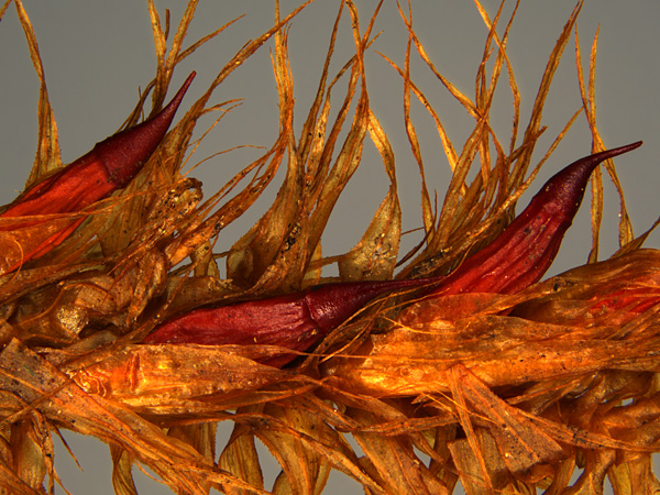 Close-up of a moss stalk with long leaves, in the corners of which sporangia with elongated opercula are embedded