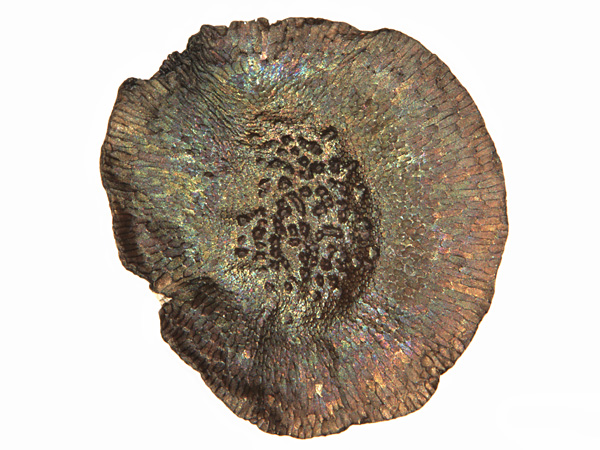 Brown, round seed in high magnification. It is lumpy in the center and scaly on the edges. It shimmers with many colors
