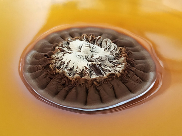Close-up of a dark brown structure resembling a flat volcano. It has a white dusting in the center. The substrate is orange