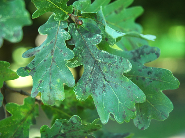 An oak branch with dark green leaves partially covered with a dark grey, almost black coating