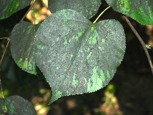 Close-up of a twig with a heart-shaped leaf completely covered with a dark grey coating
