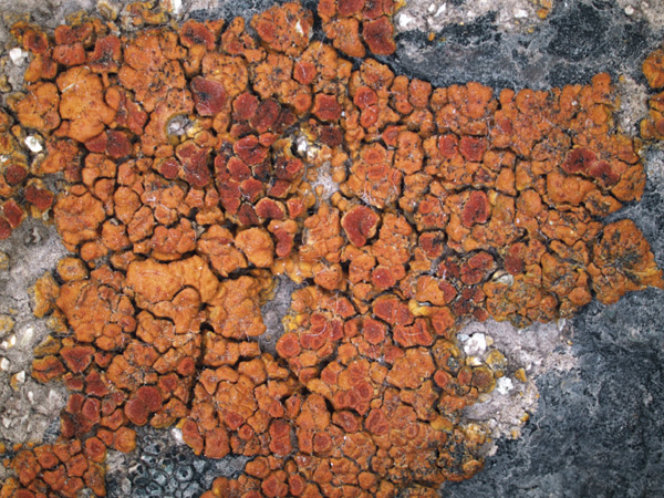 Close-up of an irregular, fragmented structure in shades of orange, with a grey, rocky background