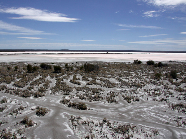 Sparse, dry, low vegetation on a grey ground. Behind it stretches a vast, bare, white plain bathed in sunlight