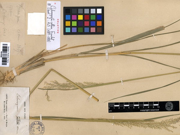 Grass glued together with labels onto a sheet of paper yellowed by age. Next to it lies a color chart and a centimeter scale
