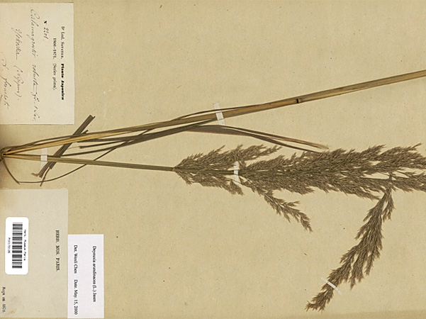 Grass glued together with labels onto a sheet of paper yellowed by age