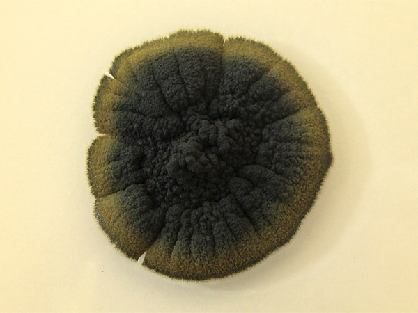 Close-up from above of a dark brown, lighter at the edges, patchy formation with an irregular, woolly surface