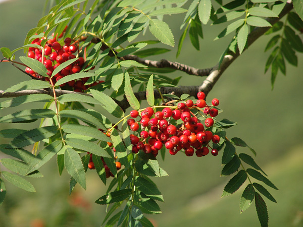 Close-up of a rowan twig with vivid green, pinnately compound leaves and clusters of juicy red berries