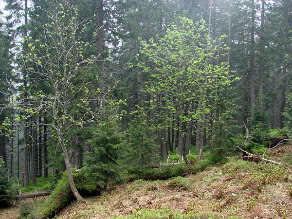 Two rowan trees with light green, developing foliage on a gentle slope, with a dark green spruce forest in the background
