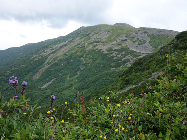A mountain with a flat, rocky peak and slopes covered with dark green dwarf pines. In the foreground, blooming herbs