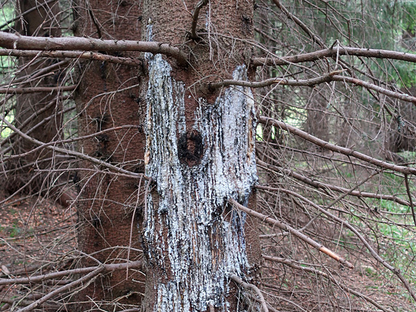The trunk of a coniferous tree with dry branches sticking out to the side. It is covered with streaks of a wax-like substance