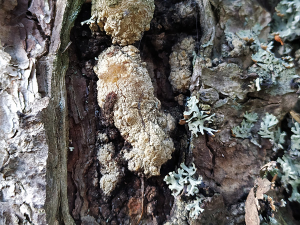 Close-up of a tree trunk with peeling bark. A crack in the bark leaks a shiny liquid that solidifies into a yellowish mass
