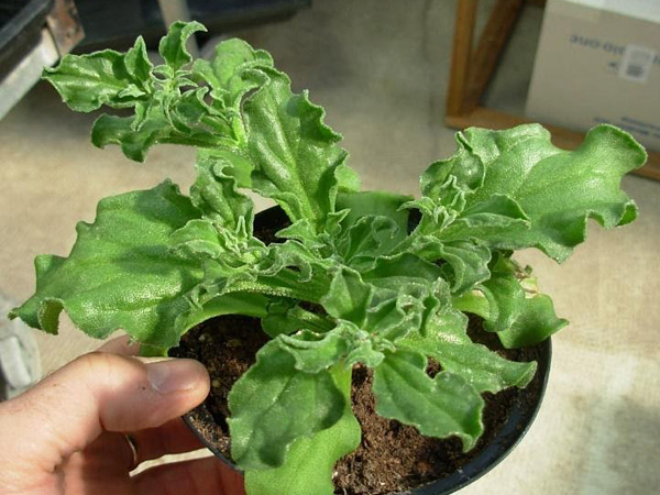 Top view of a hand holding a pot of a green plant with lettuce-like leaves