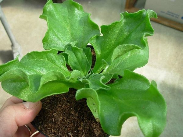 Close-up of a hand-held potted plant with lettuce-like, light green leaves covered with downy hairs