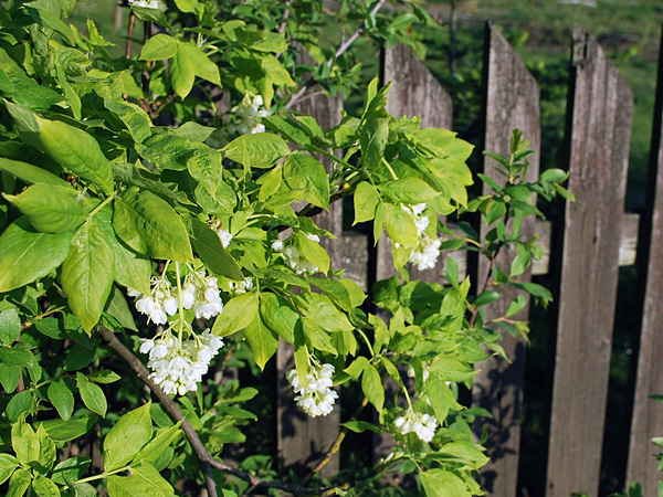 A branch with light green leaves and white flowers hanging in clusters against the background of an old wooden, picket fence