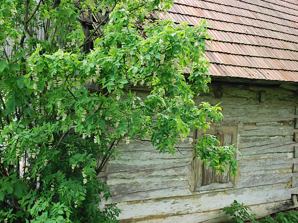A shrub with light green leaves and white, clustered, hanging flowers against the background of an old, wooden cottage