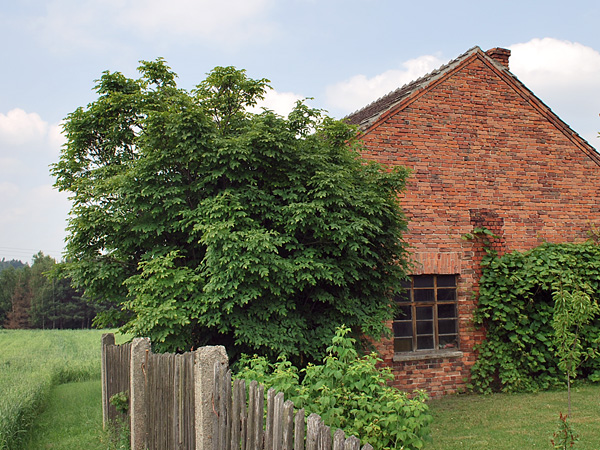 An old, brick, fenced farmhouse, with a lush bush against the wall. Behind it is a green grain field and a forest