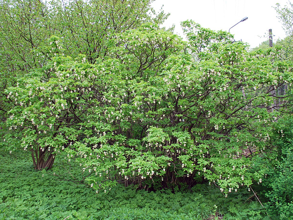 A richly branched, lush green shrub with white flowers against the background of other shrubs and herbaceous plants