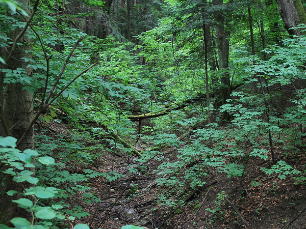 A shady, forest ravine with lush undergrowth and tall trees growing on both sides