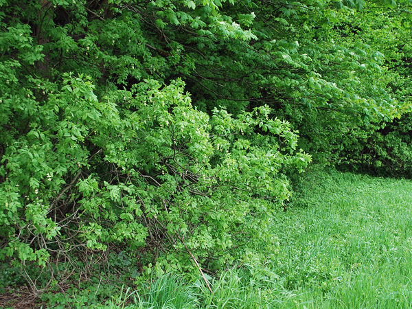 The border of the forest and meadow. At the edge of the forest, under the hanging branches of a tree, a large shrub grows