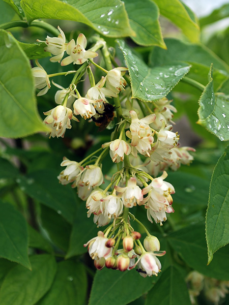 A cluster of light beige, bell-shaped flowers with pink petal edges hanging among the green leaves