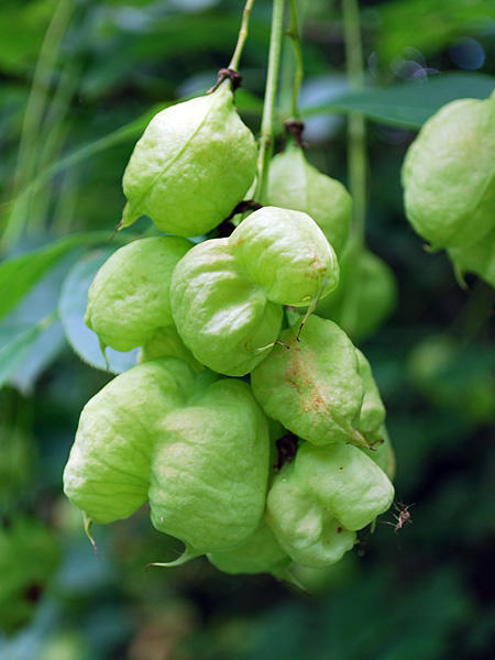 A cluster of light green fruit in the shape of bulging sacs with a spur at the bottom, among dark green leaves
