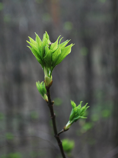 An upright shoot of a shrub with young, undeveloped leaves against a background of blurred brown-gray branches