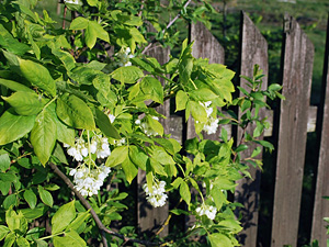 Native or foreign? Phylogeography of European bladdernut Staphylea pinnata L. in Central Europe