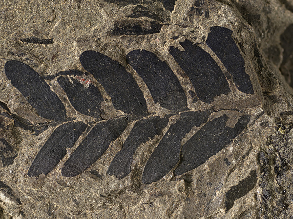 A black, charred, pinnately compound leaf embedded in the surface of a light-colored rock with visible morphological details