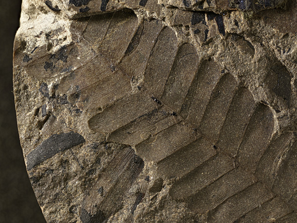 Imprint of a pinnately compound leaf on the surface of a light-colored rock. The leaf blades are delicately striated