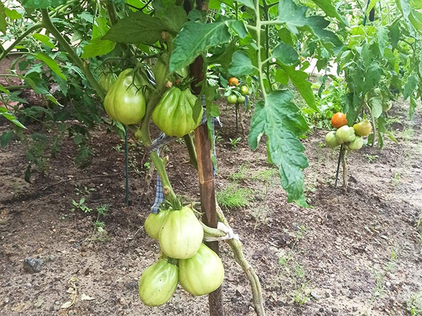 A tomato plant supported by a pole with two clusters of large, unripe fruit. Similar plants grow in the background