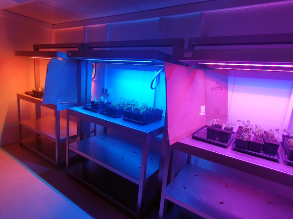 A darkened room with three tables lit in orange, blue, and purple. Potted plants stand on the tables